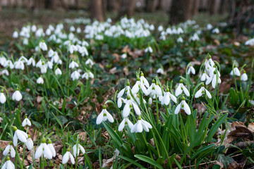 Canvas Print - beautiful snowdrop background