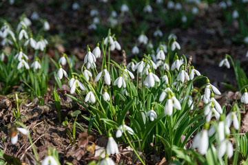 Sticker - beautiful snowdrop background