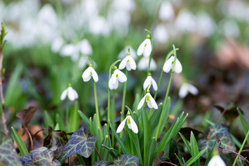 Canvas Print - beautiful snowdrop background