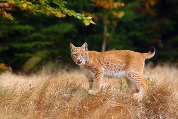 Poster - The Eurasian lynx (Lynx lynx) a young lynx in yellow grass, autumn forest background.