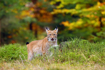 Wall Mural - The Eurasian lynx (Lynx lynx) a young lynx in green plants, autumn forest background.