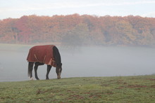 Horse With A Blanket To Protect The Horse Against Cold During First Cold Nights In November