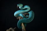 blue insularis pit viper