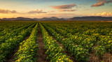 Fototapeta Sawanna - Colorful landscape image of sunset over cotton field with beautiful clouds in the sky