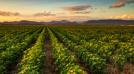colorful landscape image of sunset over cotton field with beautiful clouds in the sky