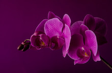 Purple Orchid On A Dark Violet Background Close Up.