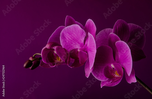 Plakaty fioletowe  purpurowa-orchidea-na-ciemnym-fioletowym-tle-z-bliska