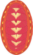 Red Chiton Shell Vector Illustration
