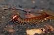 centipede, Scolopendra sp., on mossy tree in tropical rainforest, Farankaraina National Park, Madagascar wildlife and wilderness