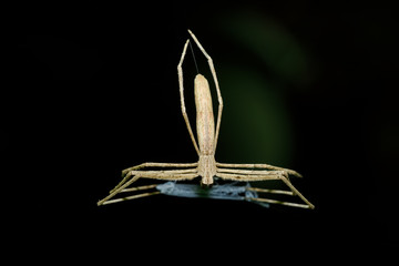 Ogre-Faced spider, Deinopis subrufa,  called Rufous Net-casting spider with net. Night spider in Masoala National park, Toamasina province, Madagascar wildlife and wilderness