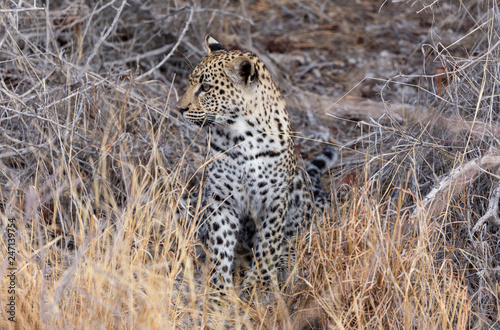 Plakat Leopard Cub w trawach