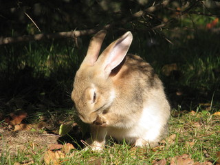 rabbit on the grass