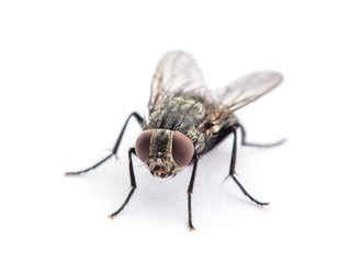 Poster - fly isolated on a white