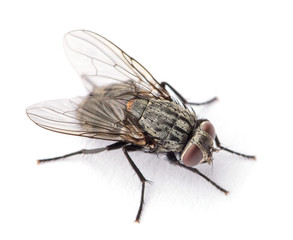 Poster - fly isolated on a white