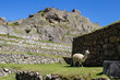 view of Machu Picchu Peru 