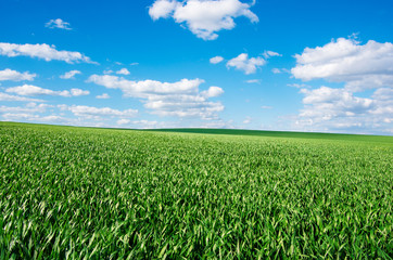 Image of green grass field and bright blue sky