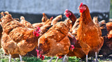 Fototapeta  - Chickens on traditional free range poultry farm