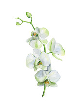 Watercolor Of White Orchid Flower Isolated On White Background. Hand Drawn Floral Illustration Of Orchids. Interior Artwork With Single Branch And Flowers.