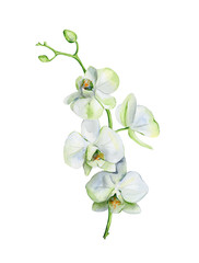 Watercolor of white orchid flower isolated on white background. Hand drawn floral illustration of orchids. Interior artwork with single branch and flowers.