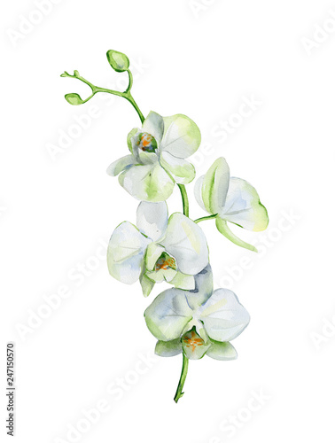Watercolor of white orchid flower isolated on white background. Hand drawn fl...