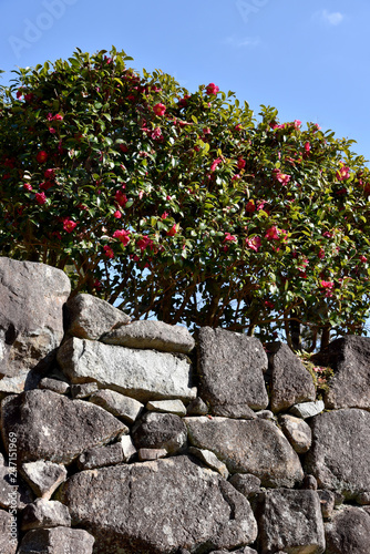 93 最適な 椿の生垣 画像 ストック写真 ベクター Adobe Stock