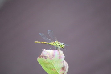 Green dragonfly sitting on a oak leaf on the Veluwe in the Netherlands