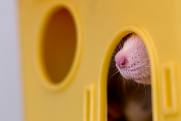 Funny young white and gray tame curious mouse hamster baby with shiny eyes looking from bright yellow cage window. Keeping pet friends at home, care and love to animals concept.