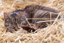 A Kitten Curled Up And Sleeping In A Bed Of Straw In A Barn. Closeup View.