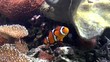 Unterwasserwelt mit Clownfisch im Fokus