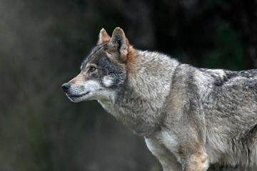 Sticker - Europäischer Wolf (Canis lupus lupus) - gray wolf