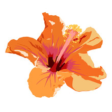 Isolated Orange Hibiscus Flower Vector Illustration On White Background