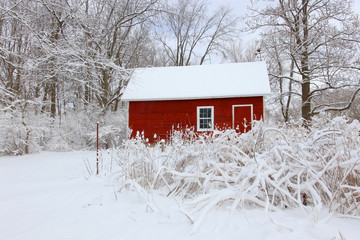 Wall Mural - Beautiful winter snowy day after blizzard nature background. Scenic view with bright red color barn in the forest between trees covered by fresh snow. Rural life at winter and farming concept.