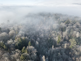  Aerial view of forest underneath fog. Cold winter morning in Switzerland.