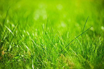 grass background, sunny day