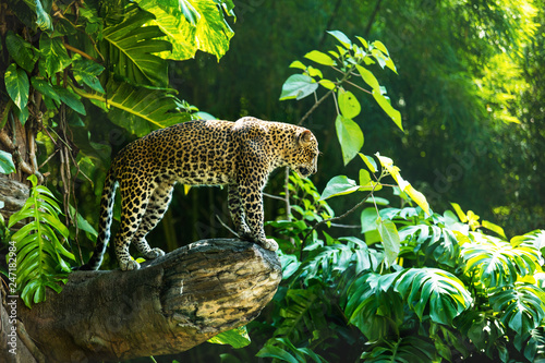 Fotomural Leopard on a branch of a large tree in the wild habitat during the day about sun
