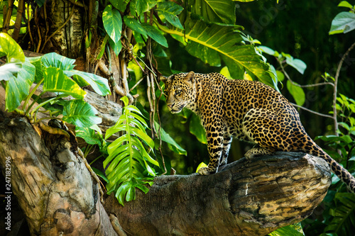 Leopard on a branch of a large tree in the wild habitat during the day about sun Fototapeta