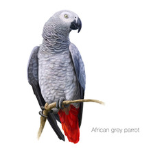 Parrot African Grey Bird Free Stock Photo - Public Domain Pictures