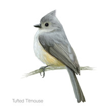 Tufted Titmouse Hand Drawn Vector Illustration