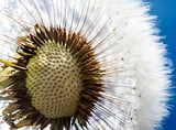 Fototapeta Dmuchawce - white fluffy dandelion flower head with light small seeds on blue sky background