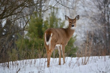 Wall Mural - deer in the forest