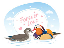 Two Mandarin Ducks In Love. Symbol Of Love And Marriage. Card For Valentine Day. Forever Love. Asian Birds. Male And Female. Vector Illustration
