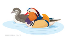 Two Mandarin Ducks Swim In The Water. Asian Birds. Male And Female. Vector Illustration