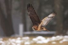 View Of A Flying Red-tailed Hawk With A Great Wingspan Above The Meadow At A Winter Time