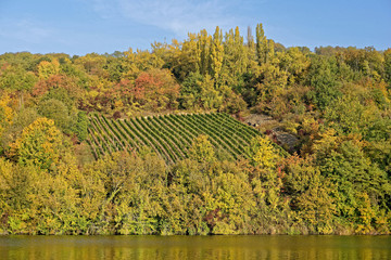 Wall Mural - La Moselle, Sierck-les-Bains, Moselle, Grand Est, Lorraine, France