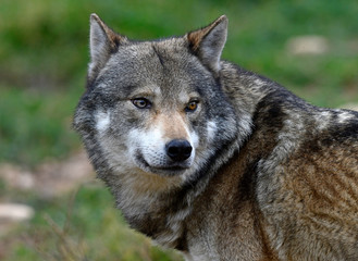 Wall Mural - Europäischer Wolf (Canis lupus lupus) - european wolf