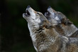 heulende Wölfe (Canis lupus lupus) - gray wolf
