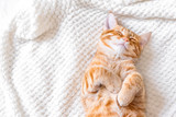 Fototapeta Koty - Ginger cat sleeping
