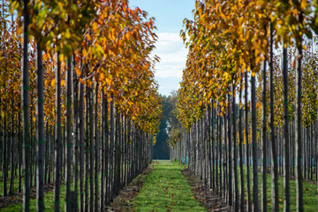 Public and privat garden, parks tree nursery in Netherlands, specialise in medium to very large sized trees, grey alder trees in rows in autumn