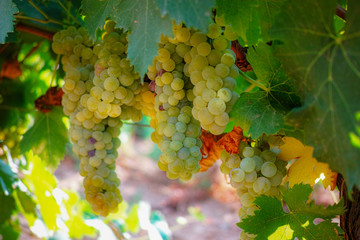  Ripe white wine grapes plants on vineyard in France, white ripe muscat grape new harvest