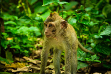 Sacred monkey family gathering in the tropical asian rain forest monsoon jungle for a visit